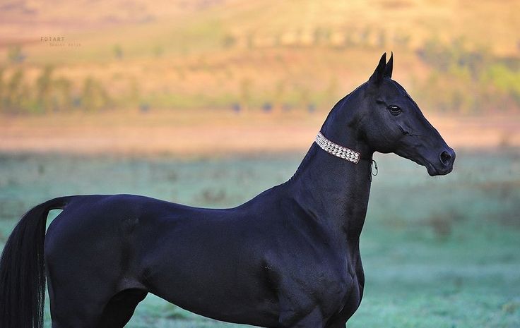 Rare and Beautiful Horse